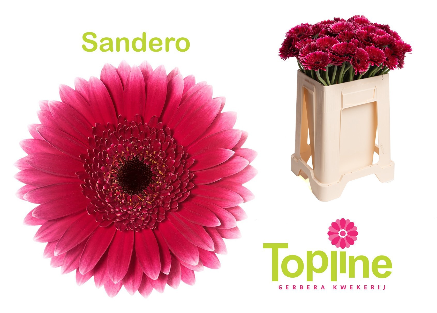 Ge Mi Sandero