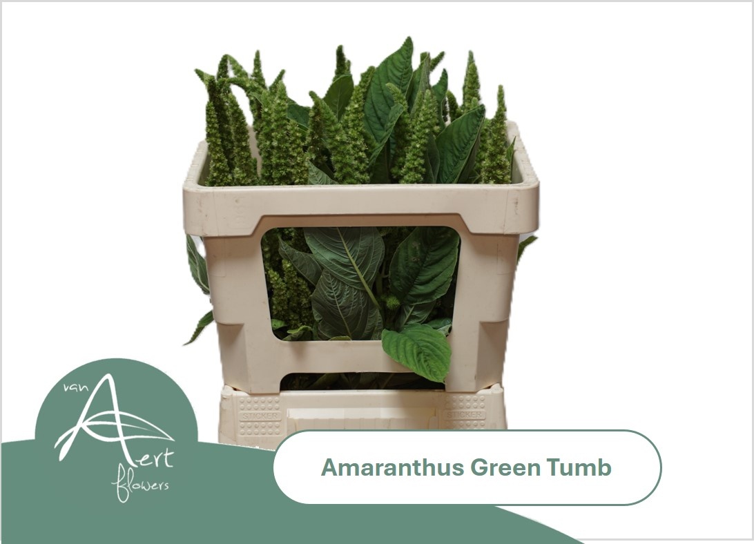 Amaranthus Green Thumb 50cm