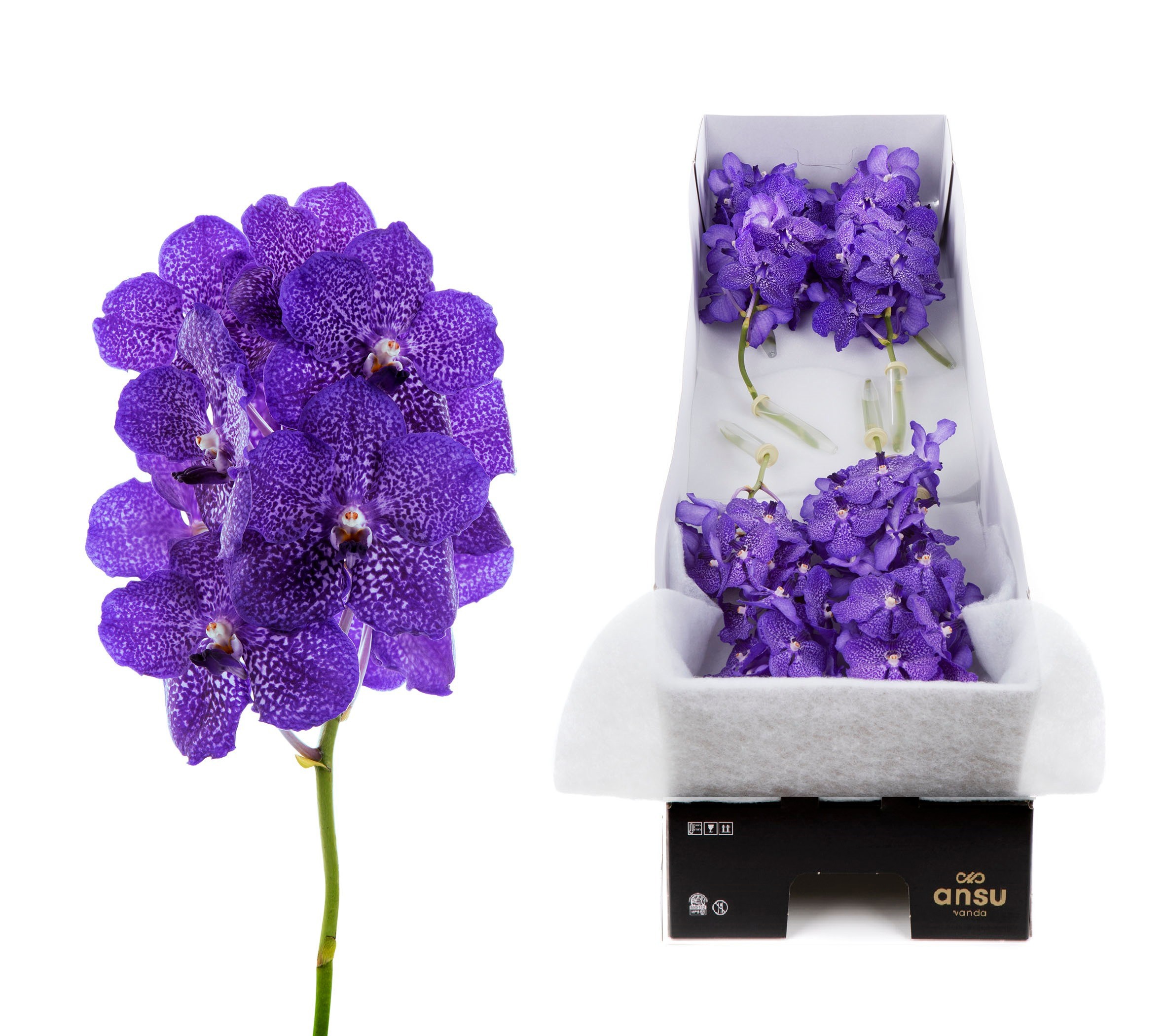 Vanda Su Blueb Smoot
