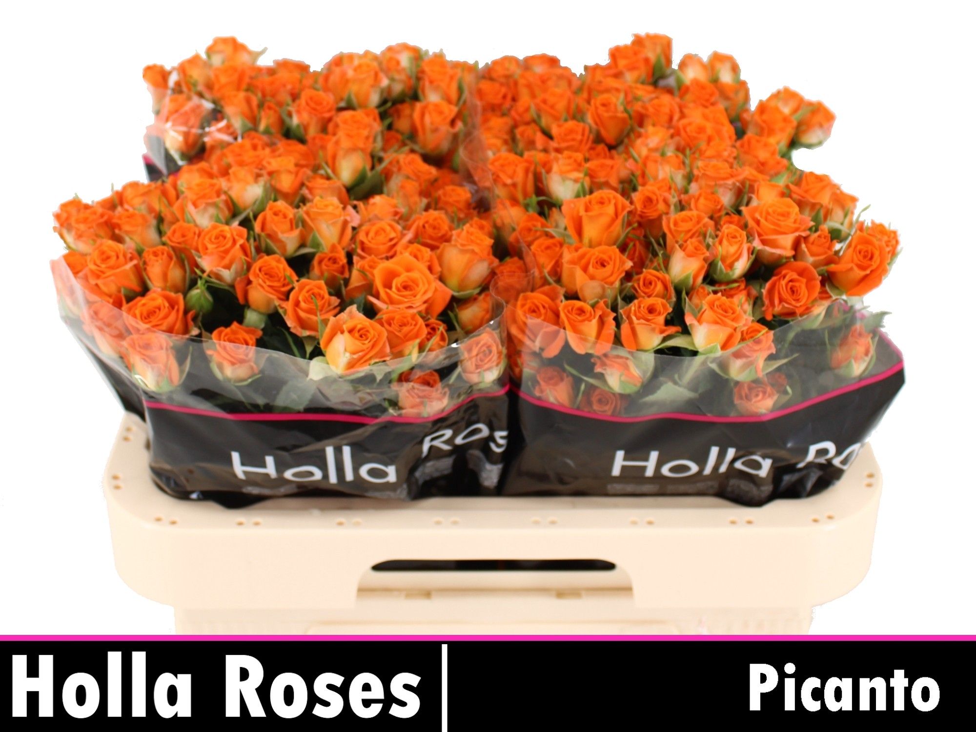 Rosa Spr Picanto 60cm