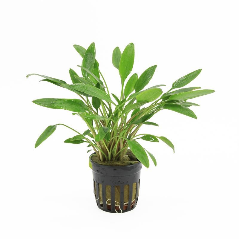 Cryptocoryne lutea