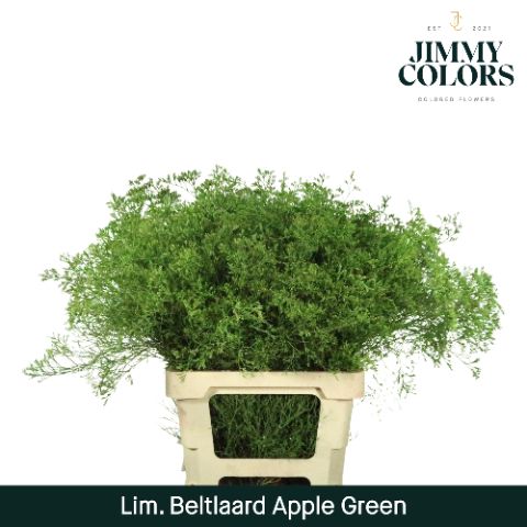 Lim Bel L70 Apple Green