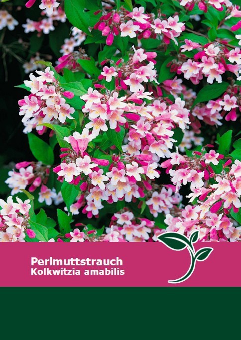Kolkwitzia amabilis