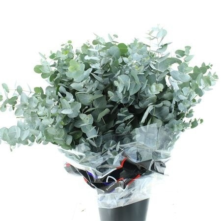 Euc Cinerea Per Bos 75L.cm 300gram
