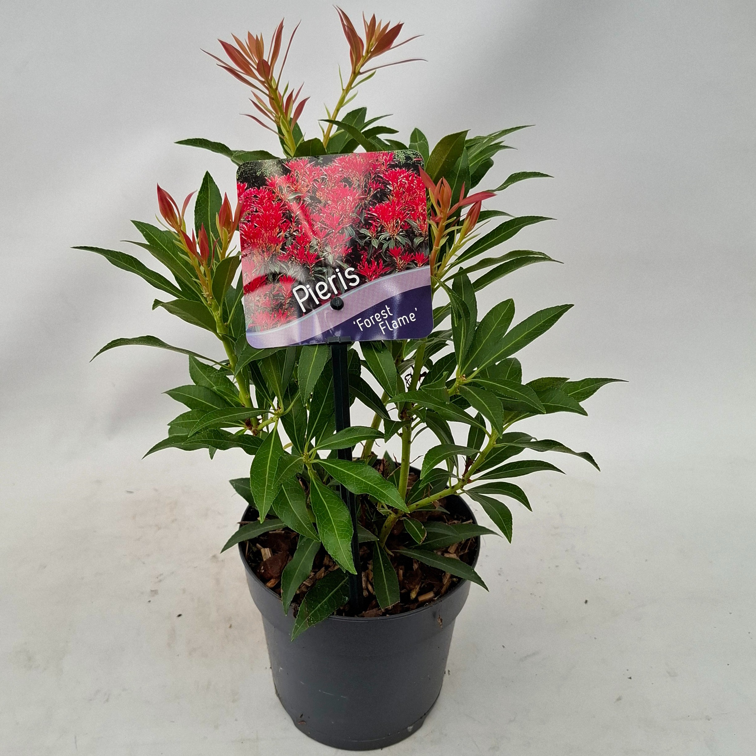 Picture of Pieris 'Forest Flame'