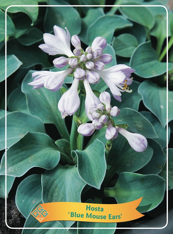 Picture of Hosta Mix 6x10 srt. per shelve P11