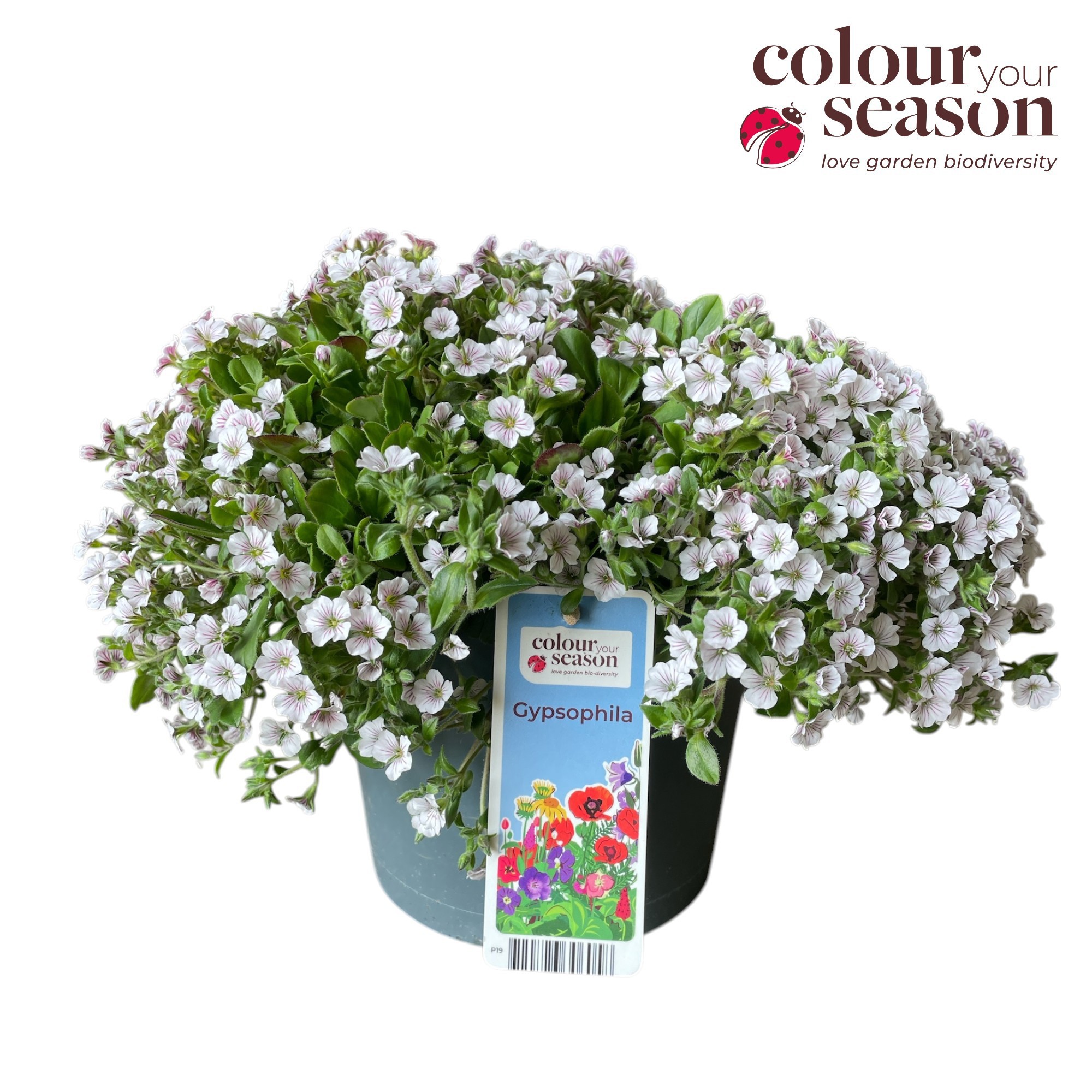Gypsophila cerastioides