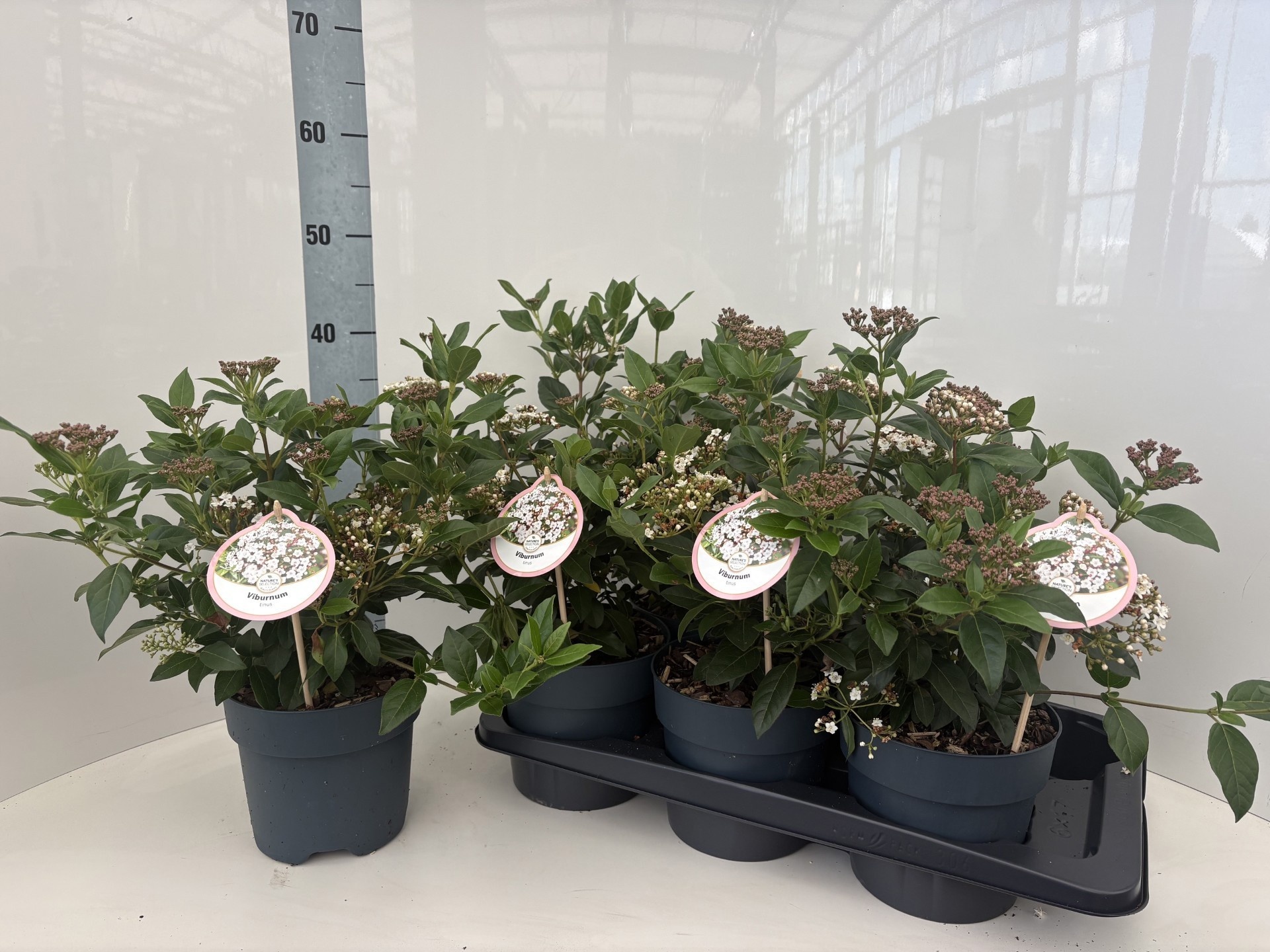 Viburnum Tinus 40cm