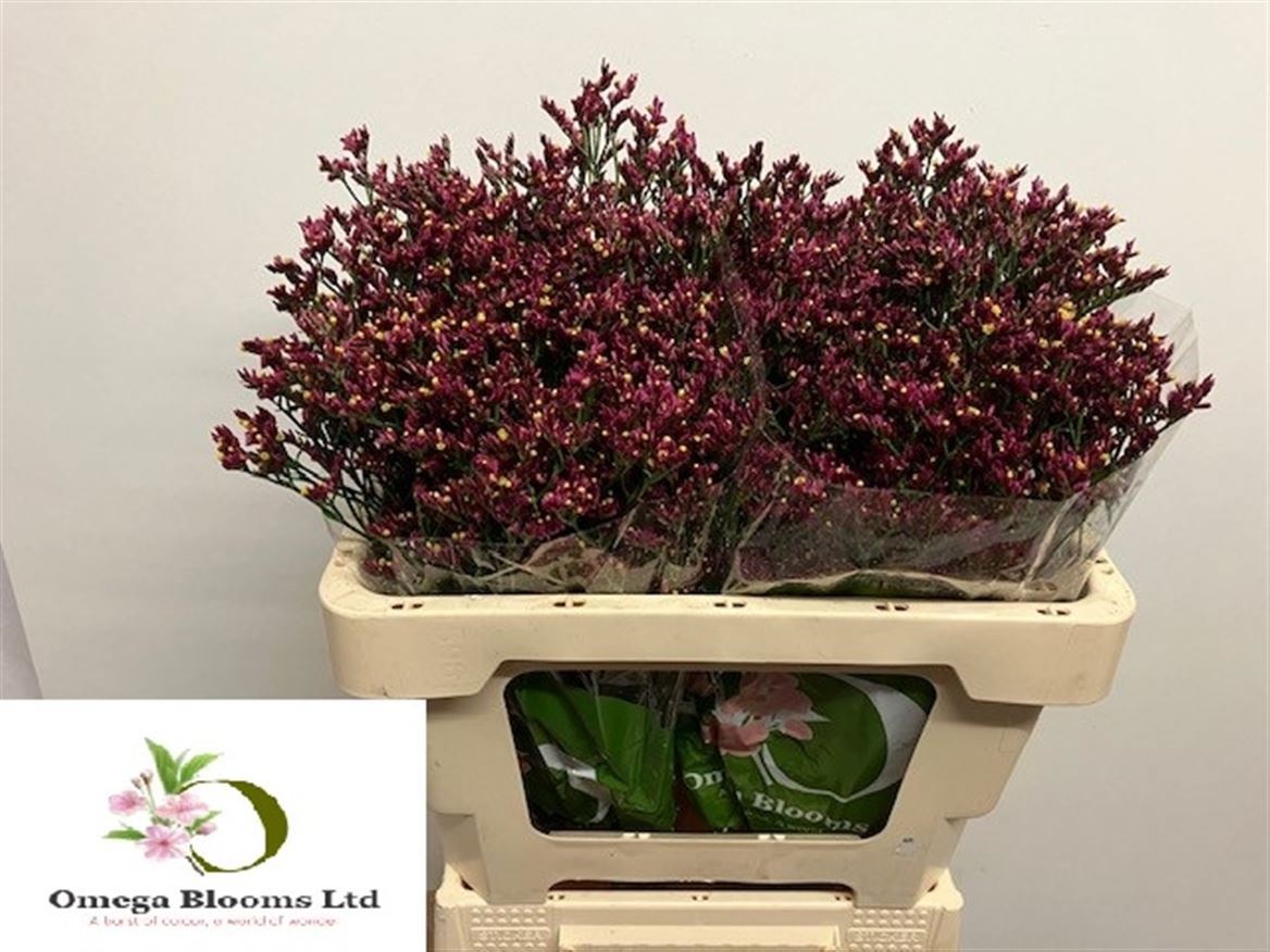 Limonium Sin Scarlett Diamond 50cm 18gram