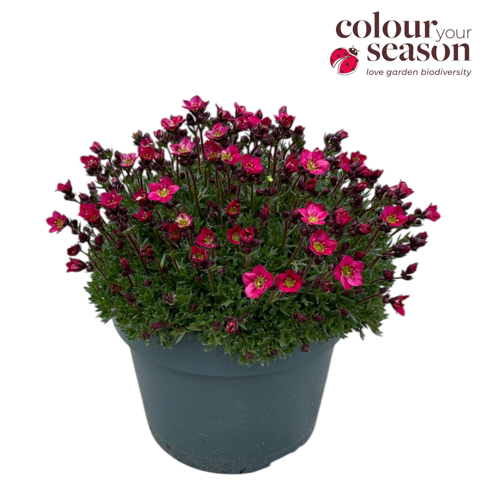 Saxifraga mix