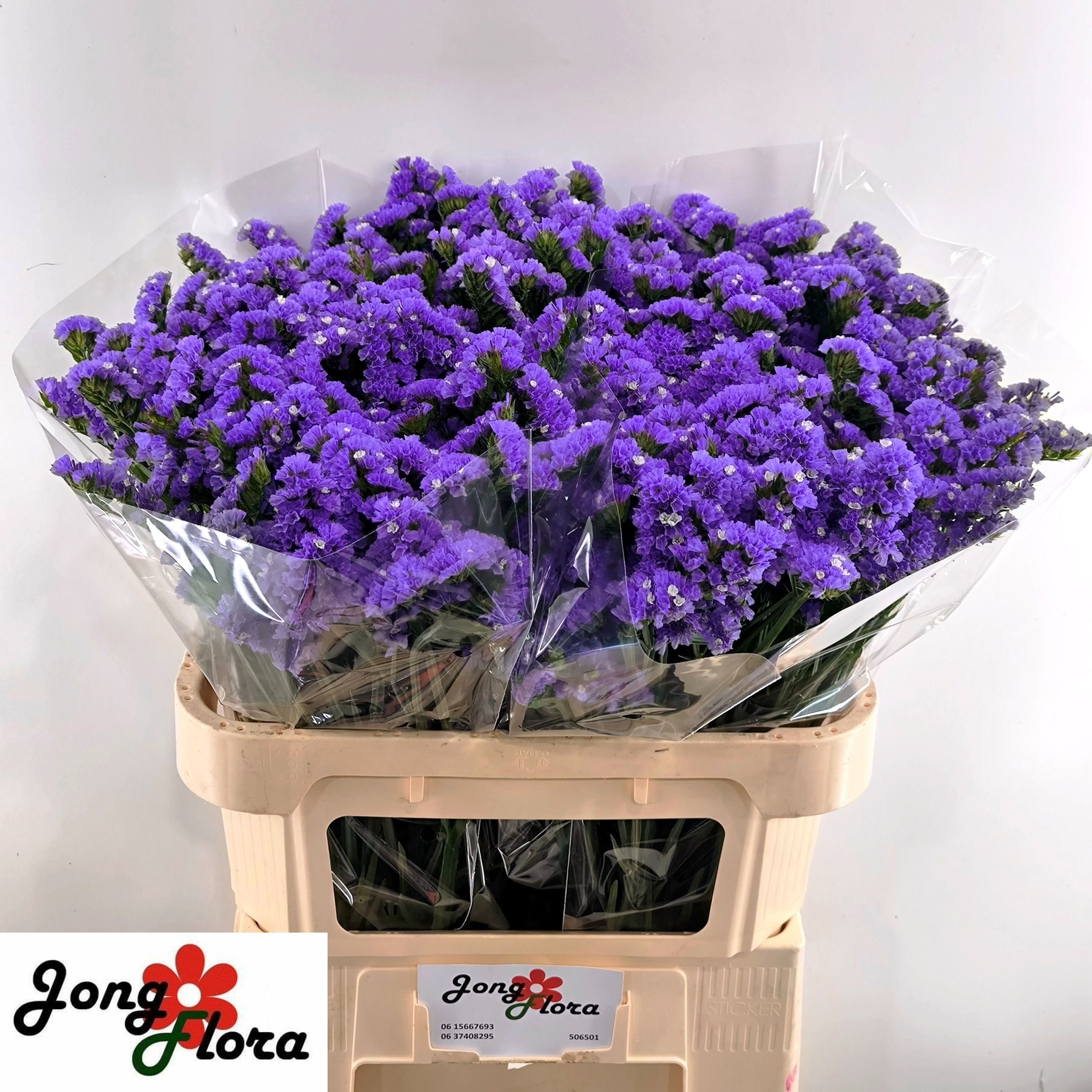 Limonium St Pippa Wings 70cm 55gram