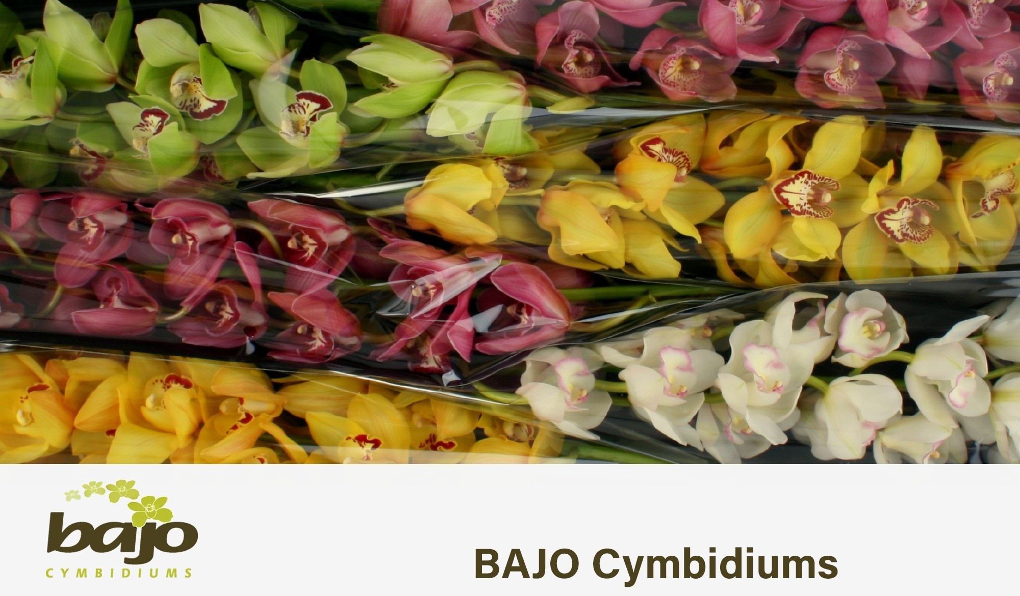 Cymbidium Asst 13bl