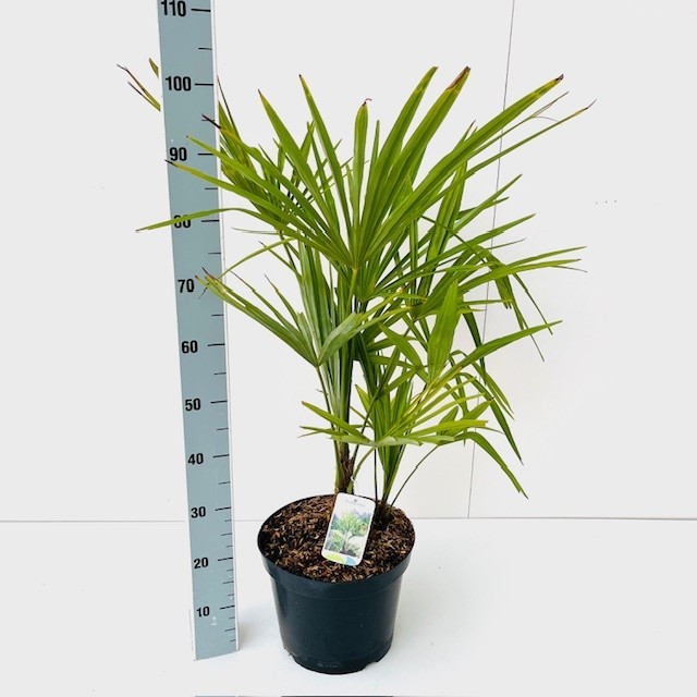 Picture of Trachycarpus fortunei C10 80/100