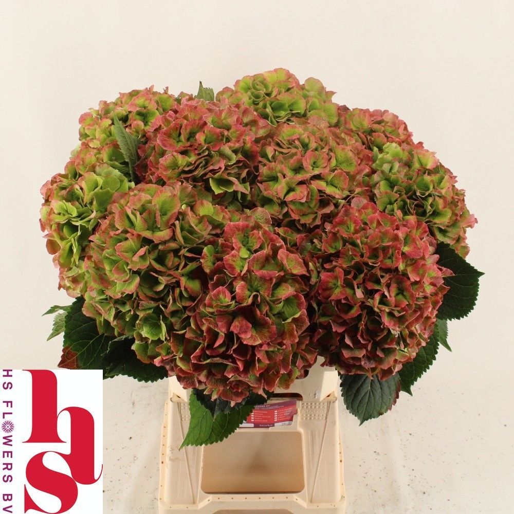 Hydrangea Verena Classic Pink 60cm 20Ø