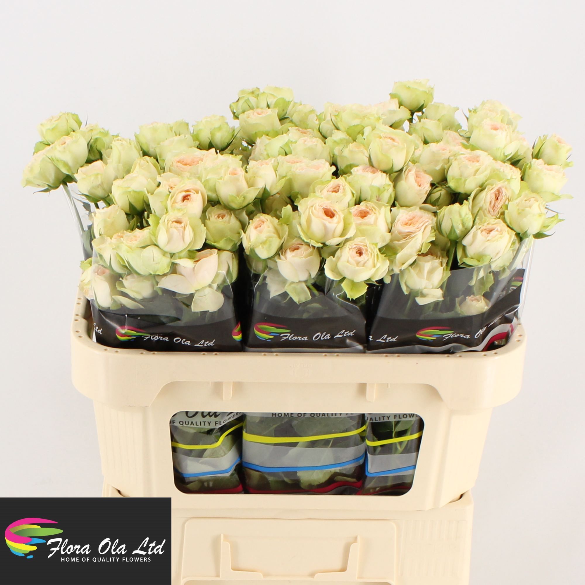 Rosa Spr Pavlova 70cm