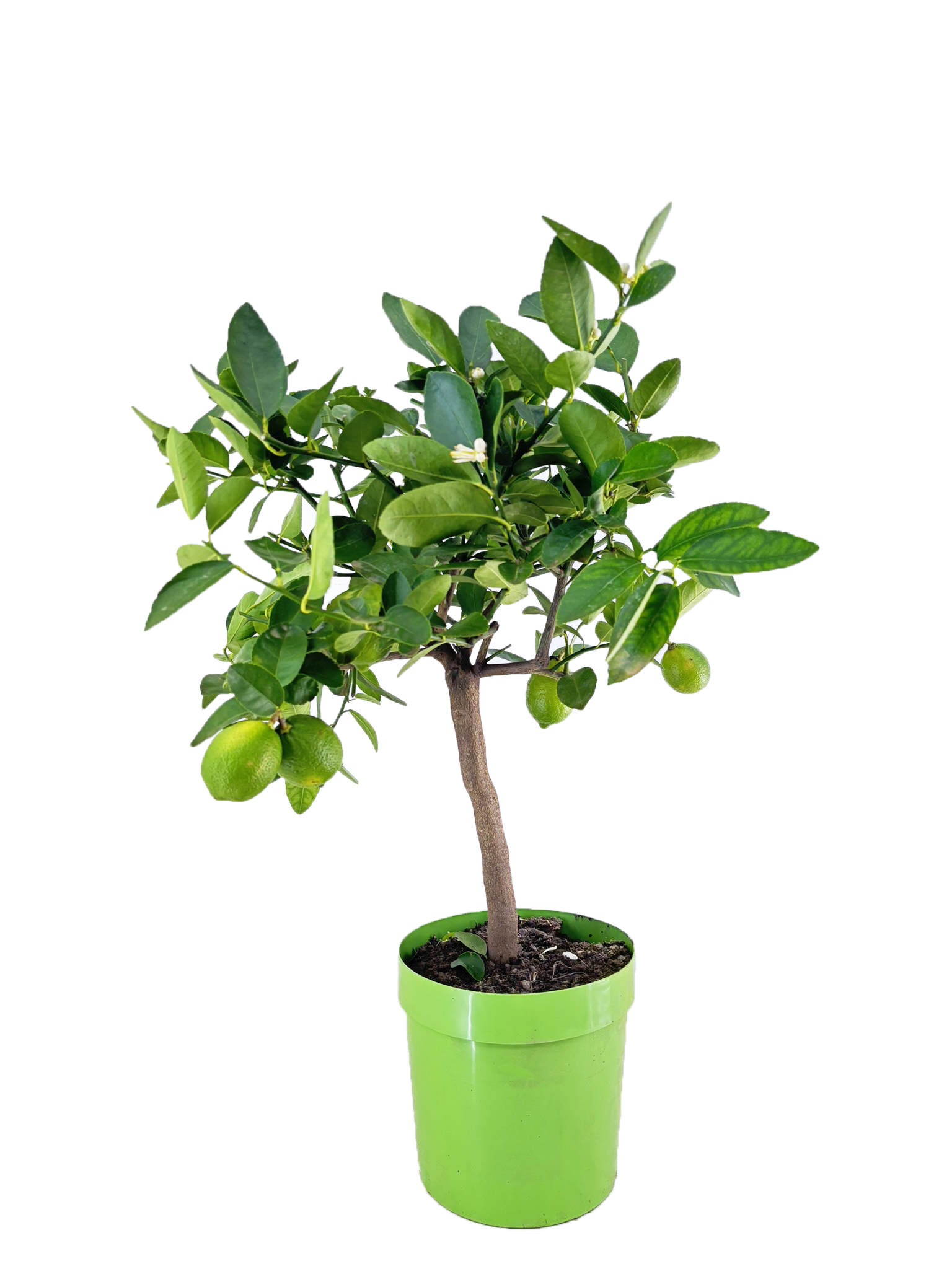 Picture of Citrus lime P21 (4 Ltr) 80CM