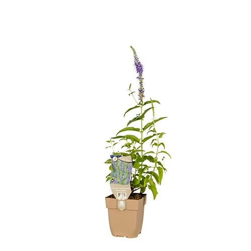 Veronica longifolia