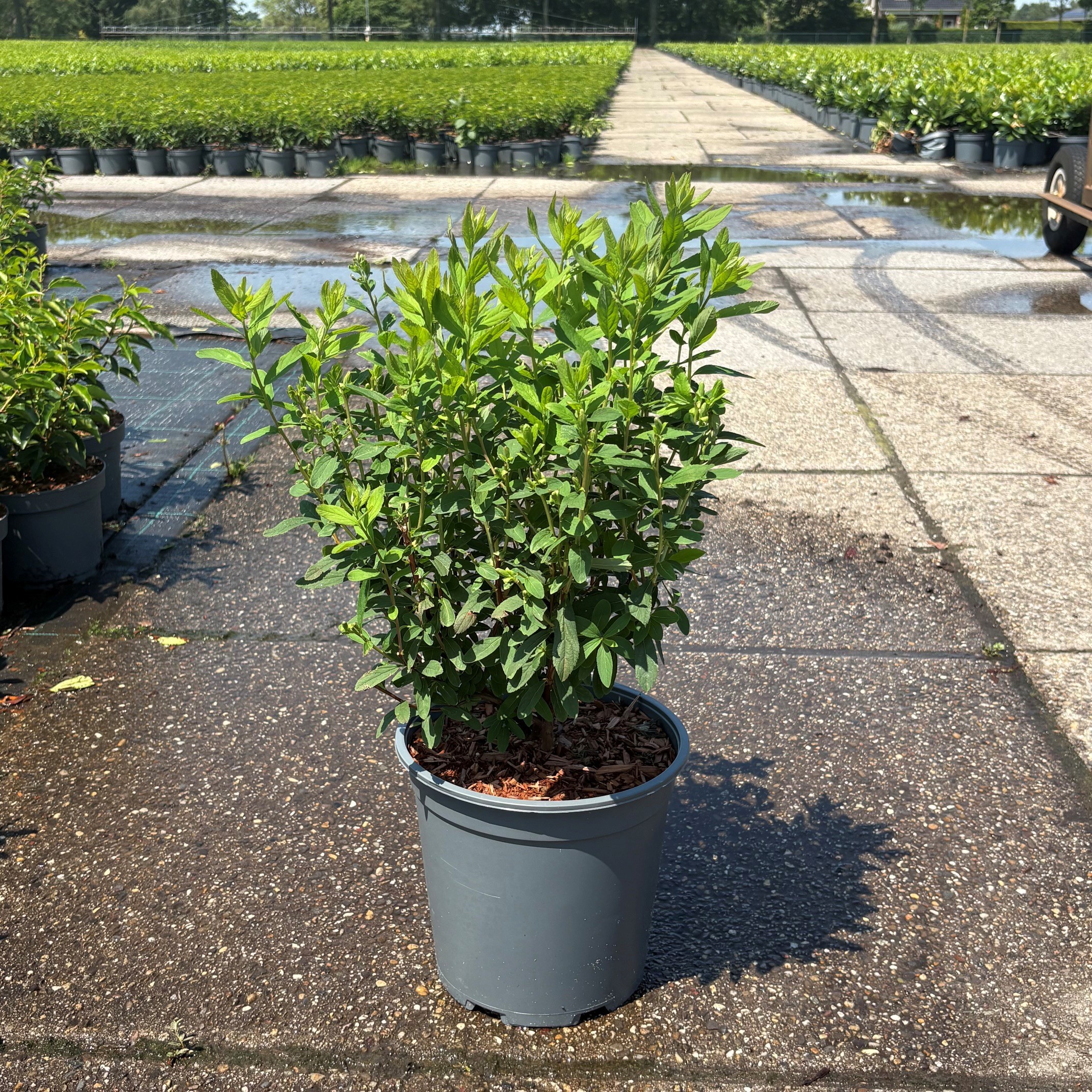 Spiraea billardii