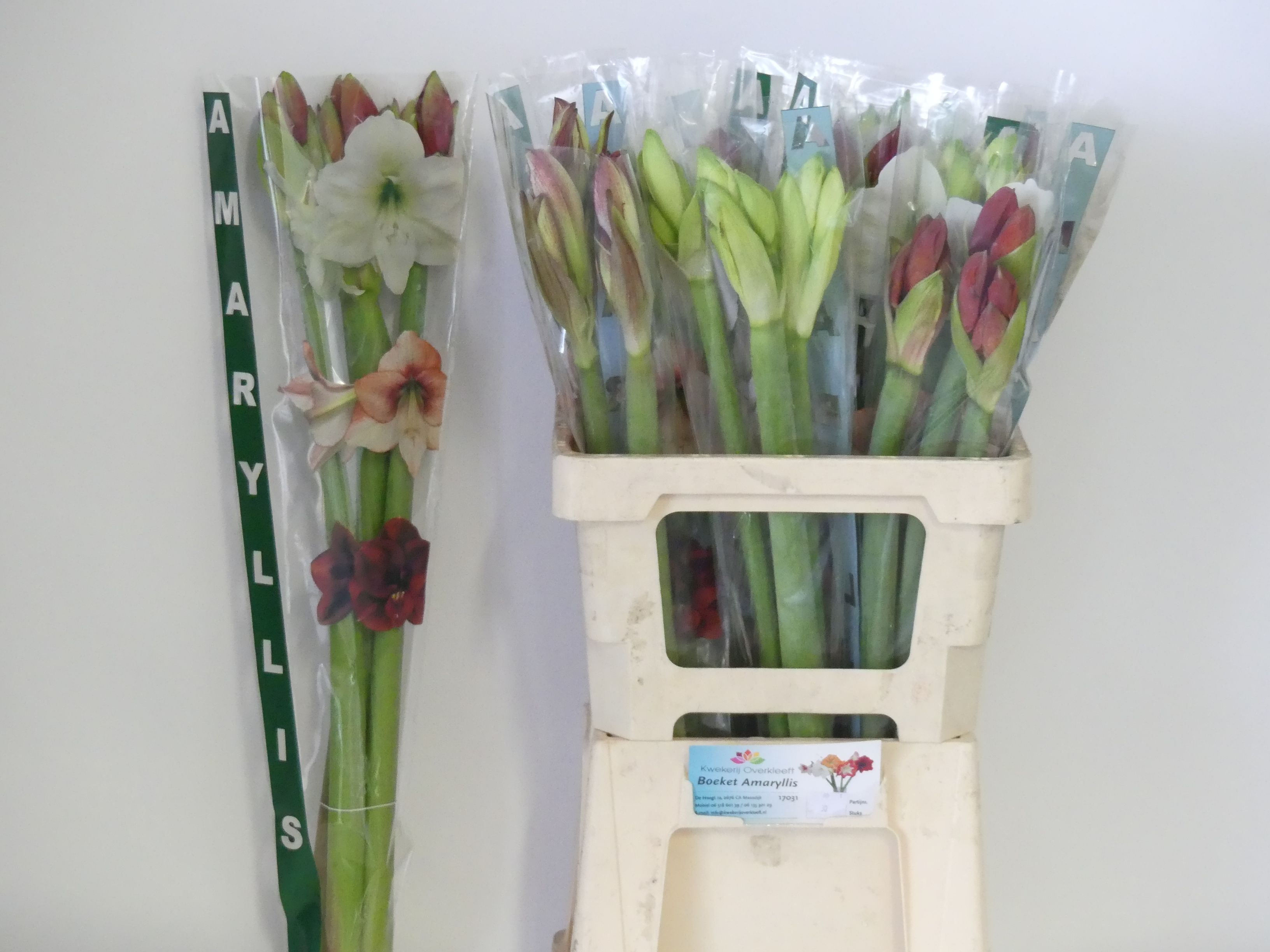 Hippeastrum Mixed 2/4bl