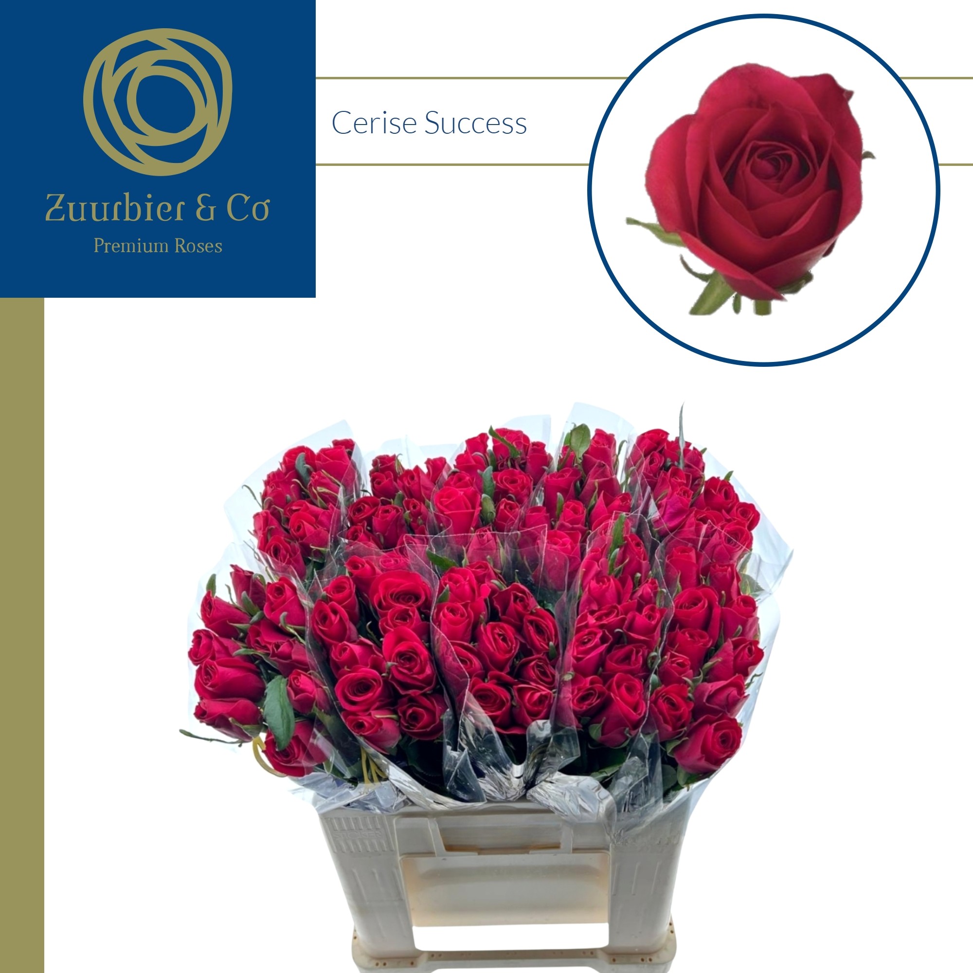 R Gr Cerise Success