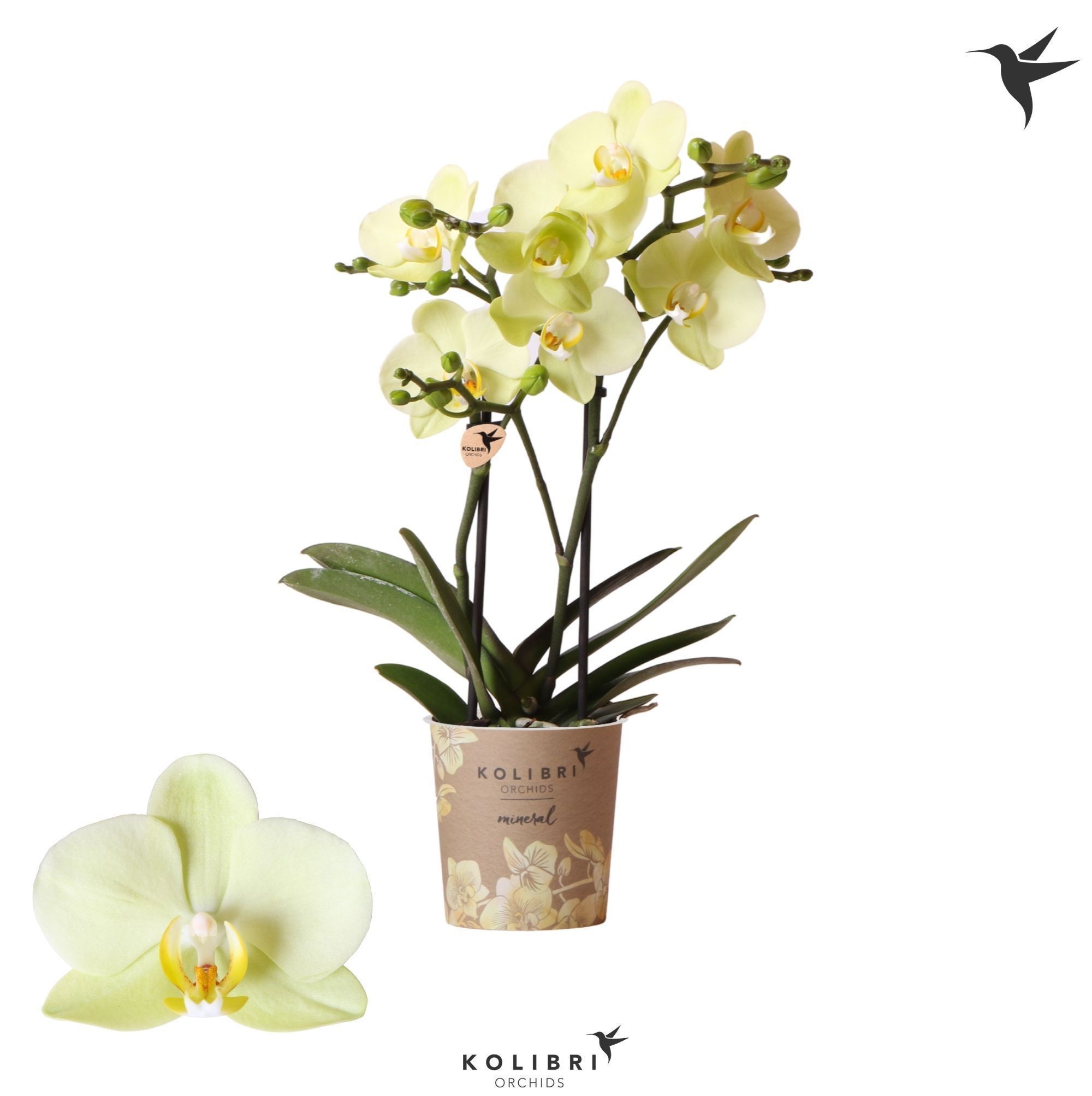 Phalaenopsis Kolibri Orchids Phalaenopsis Cali 2 spike