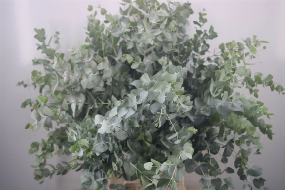 Euc Cinerea Per Bos