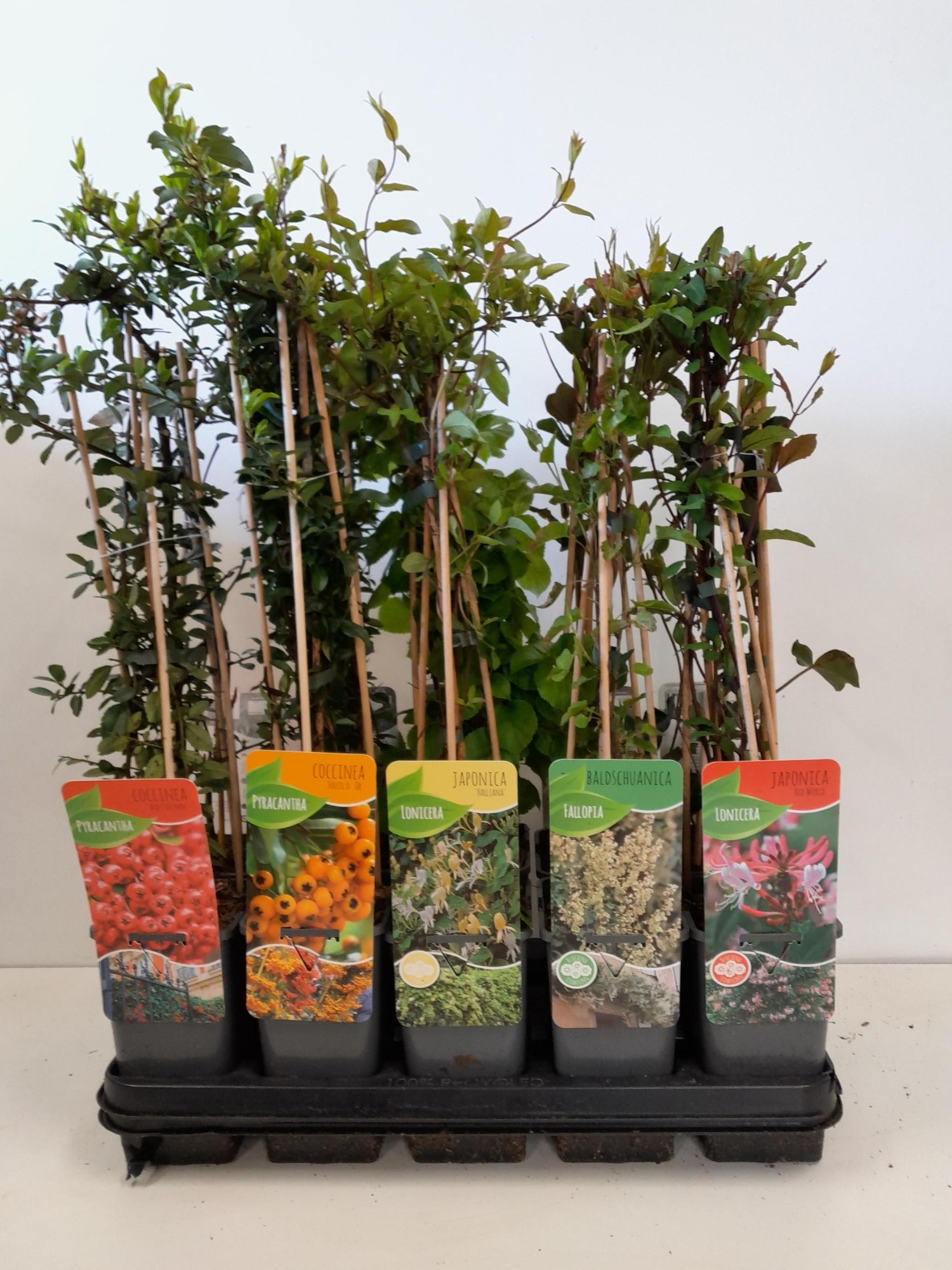 Picture of Overige klimplantenmix: Hydrangea, Jasminum, Campsis, Akebia, Passiflora