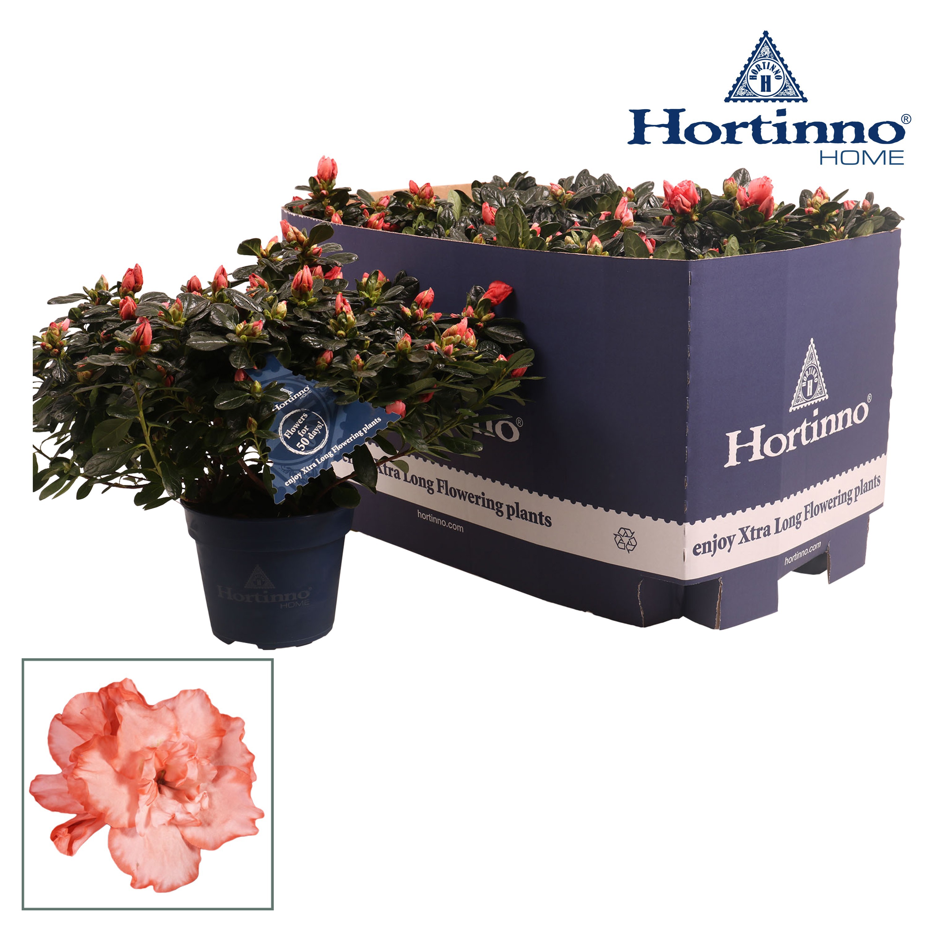 Rhododendron (Simsii) Hortinno Christine Magic Bush | Gardenline
