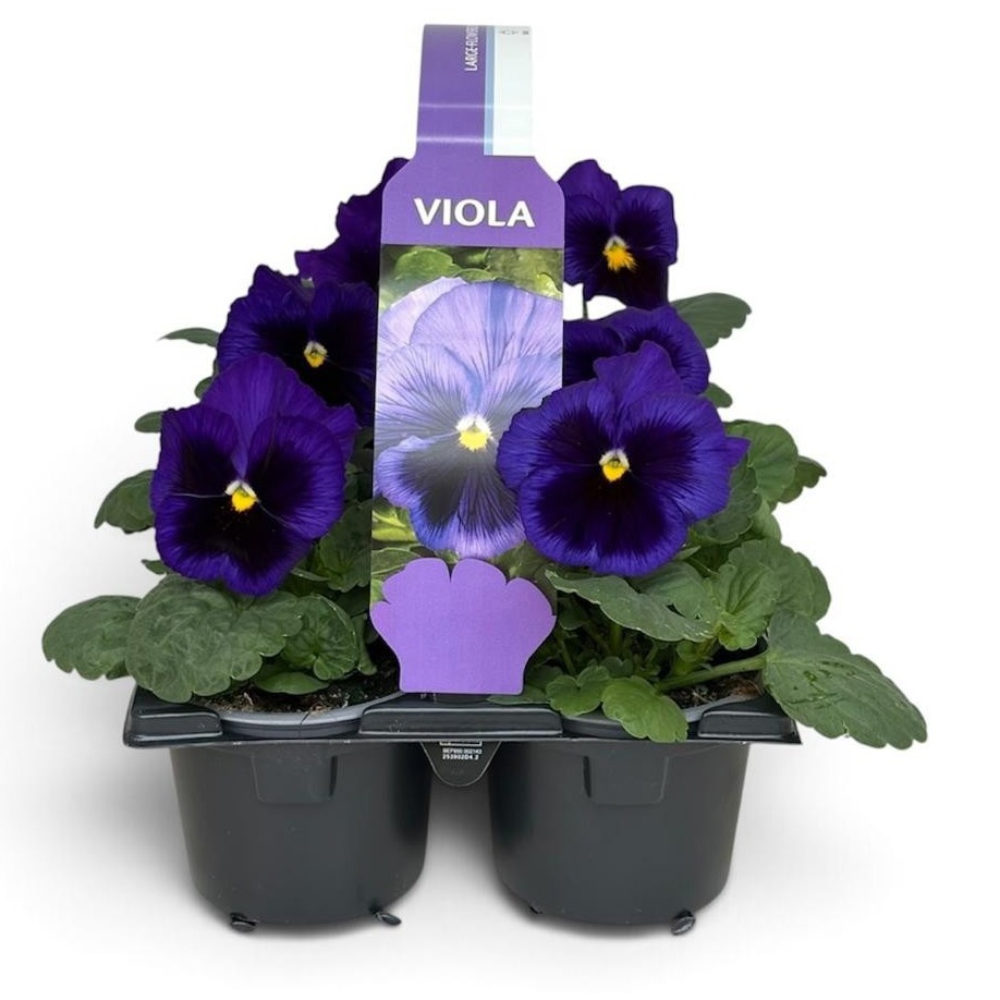 Viola Sixpack Viola F1 Blue With Blotch
