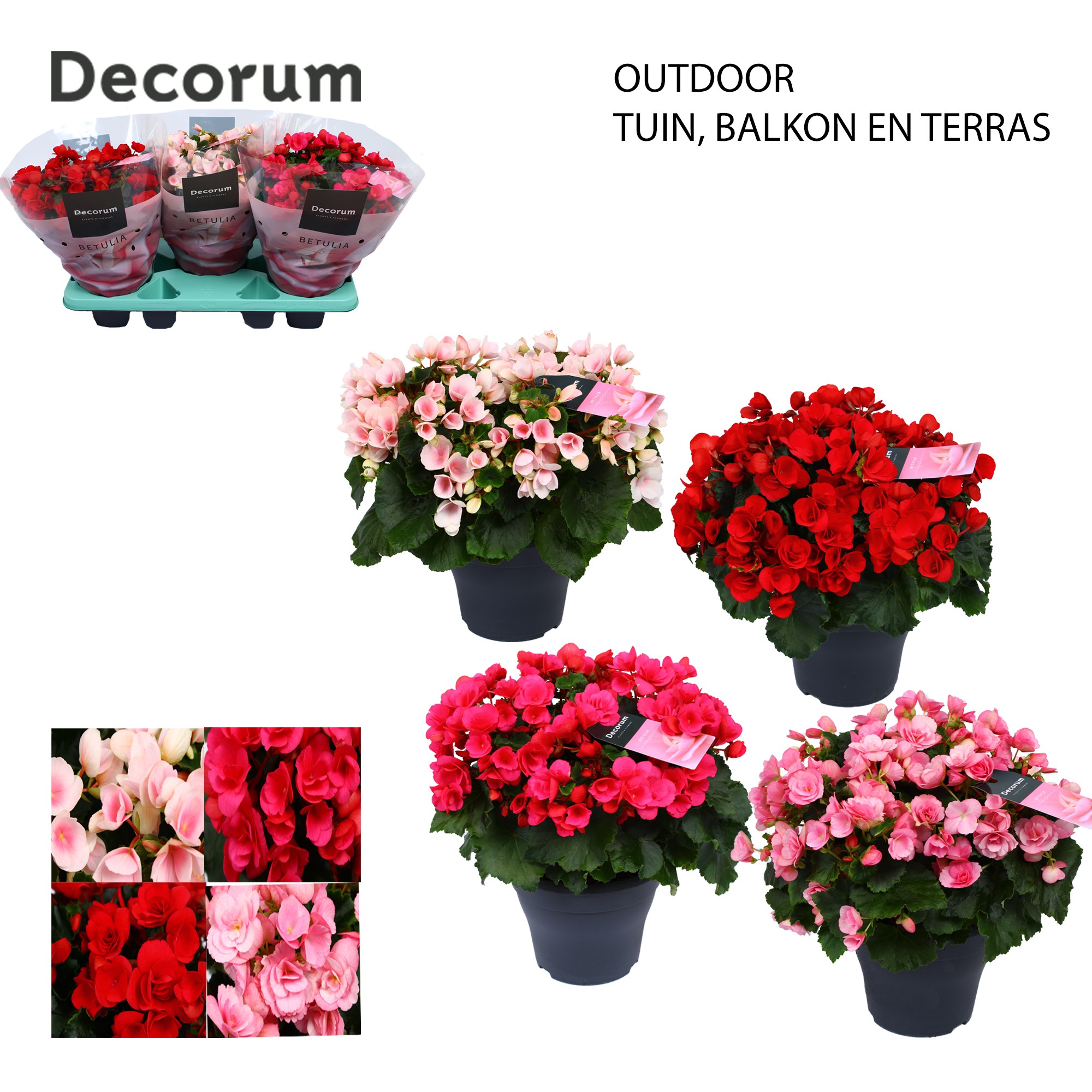 Begonia BETULIA MIX outdoor Decorum