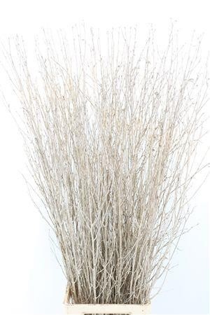 Betula (BIRCH) Painted 120cm