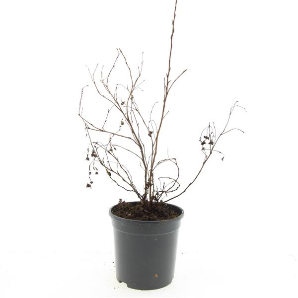 Picture of Potentilla f. Goldfinger P14