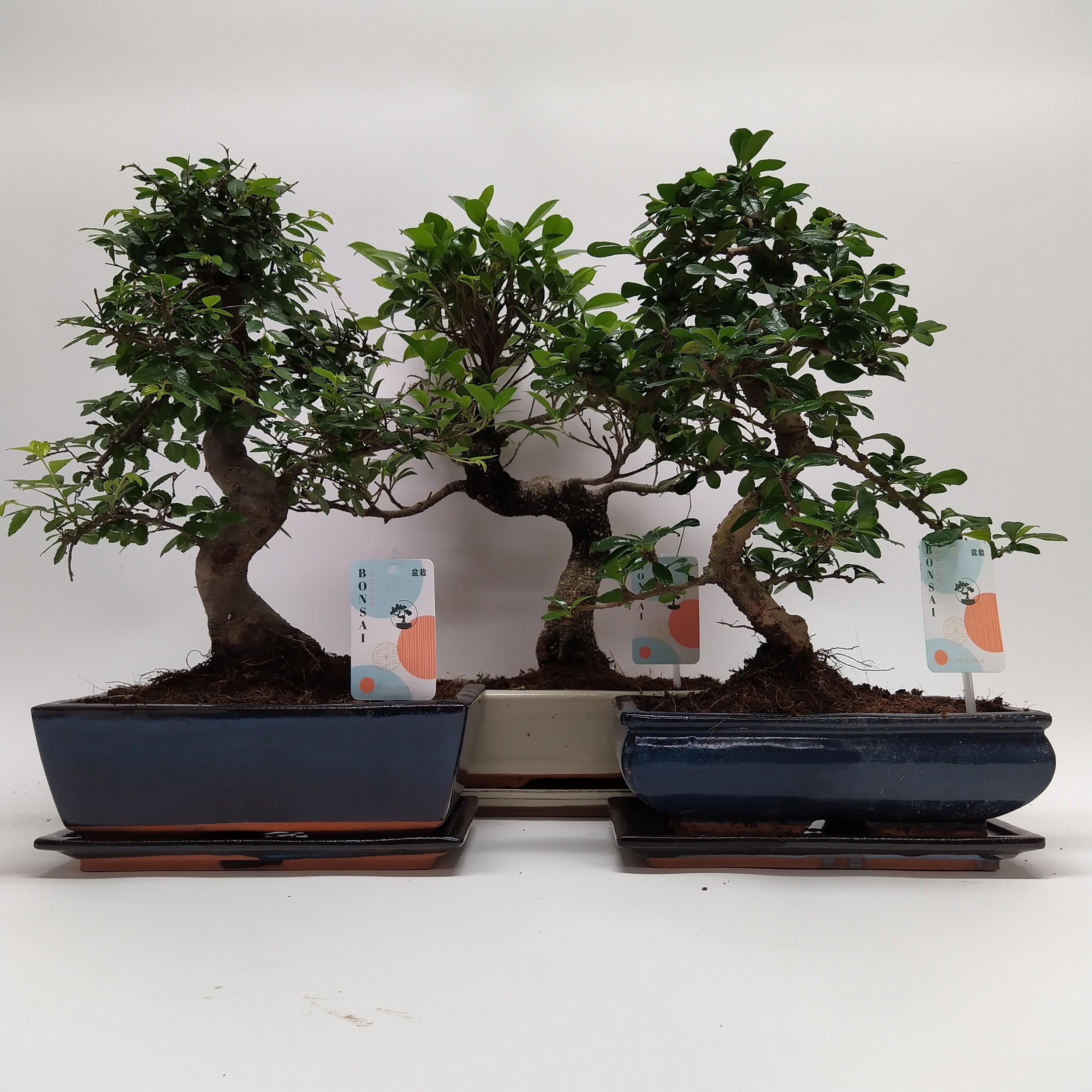 Picture of Bonsai in varieties Traditional (indoor) 25-CM-CERAMIC 45cm