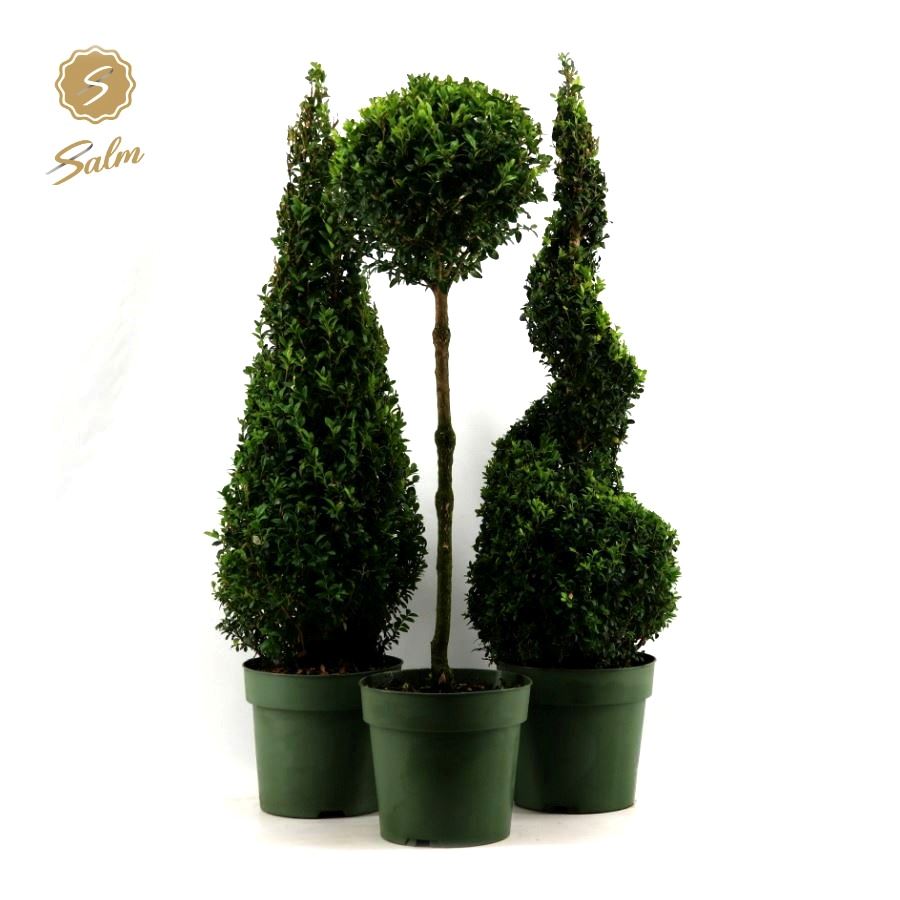 Picture of Buxus semp. Special Models XL Mix Shelf P23