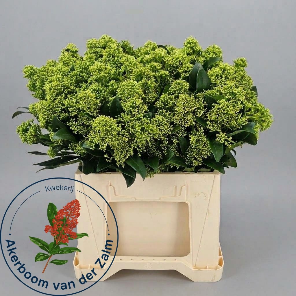 Skimmia Frank White 40cm