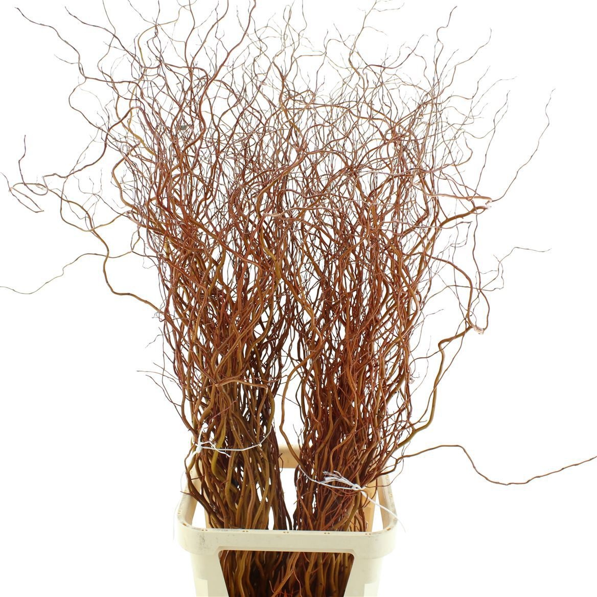 Salix Golden Curls 120cm