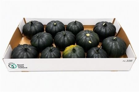 Cucurbita Pepo