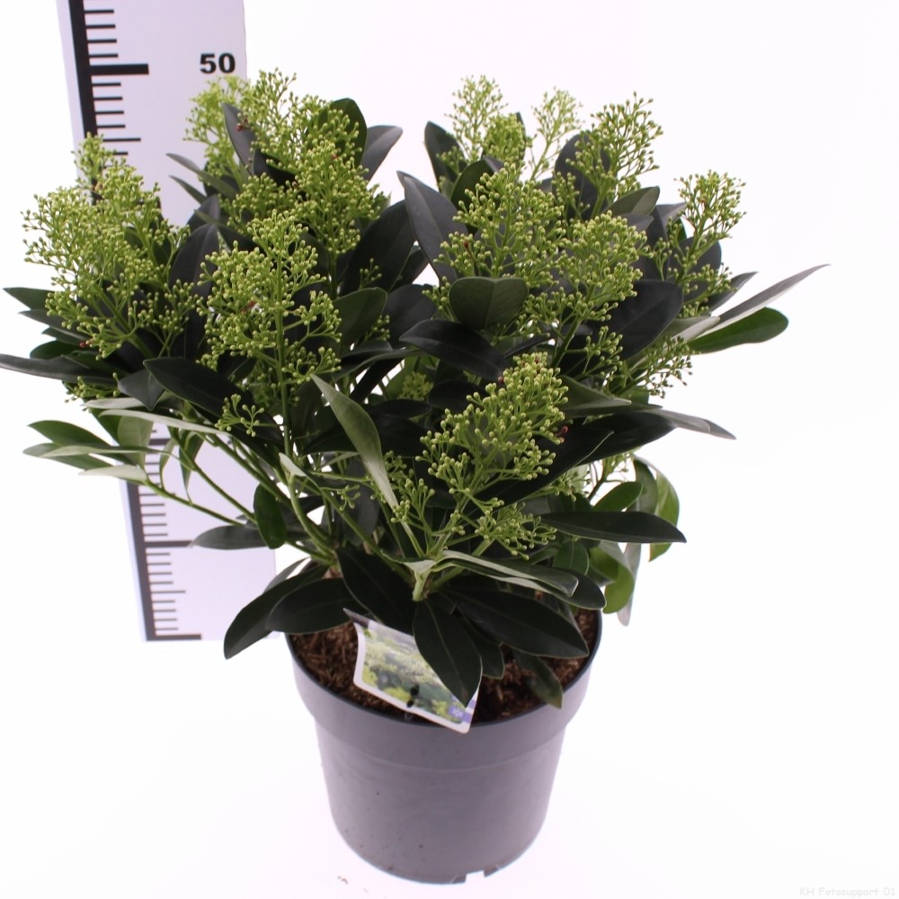 Picture of Skimmia jap. Finchy P23 (5 Ltr)