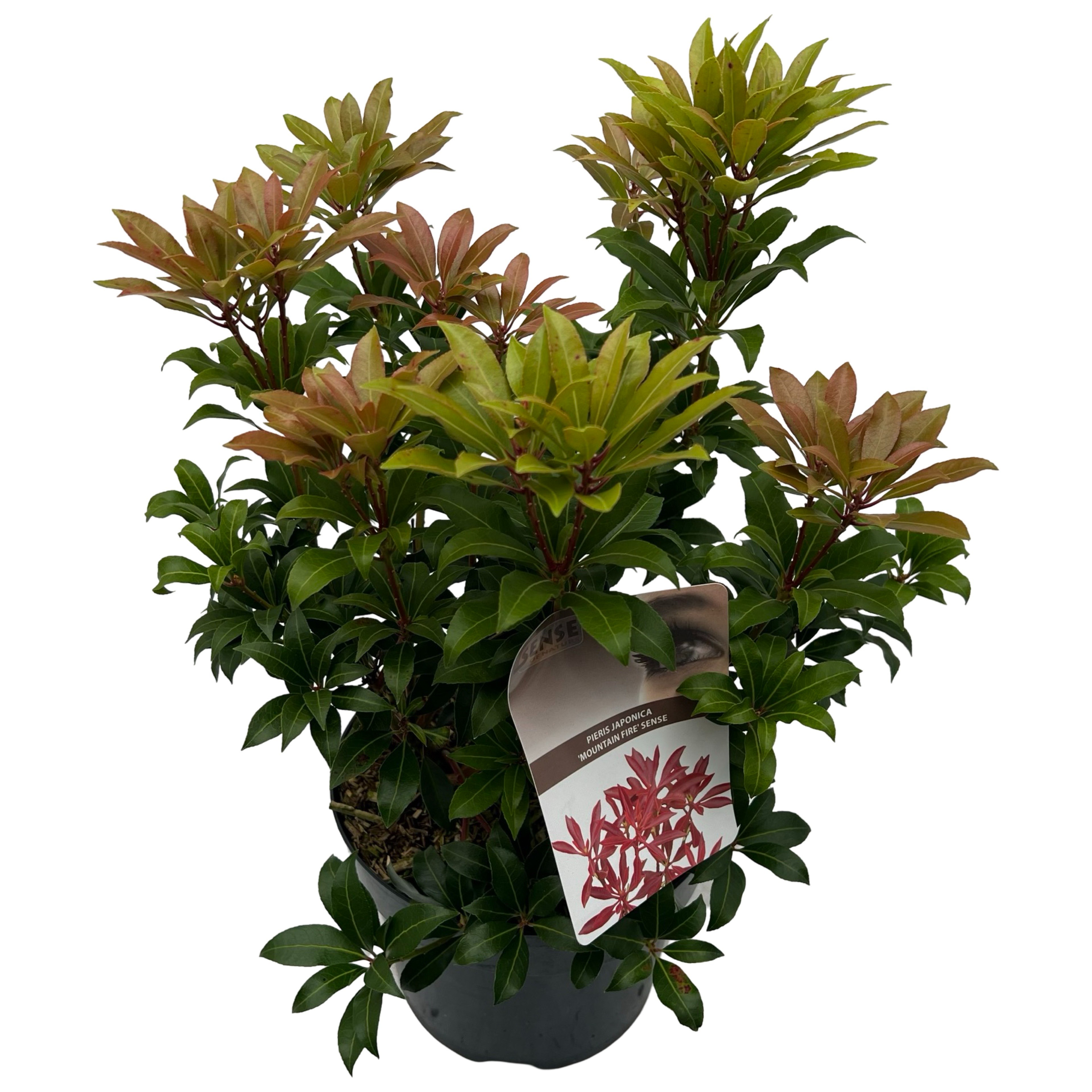 Picture of Pieris jap. 'Mountain Fire' sense