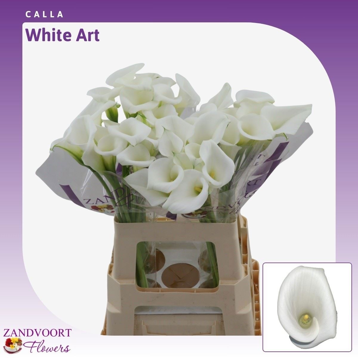 Zant White Art