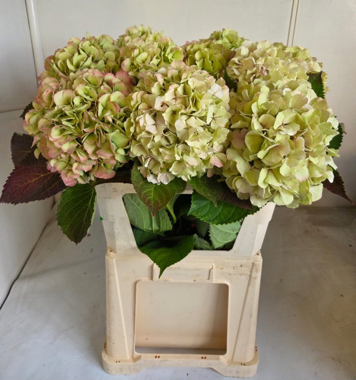 Hydrangea Verena Classic Pink 80cm 22Ø