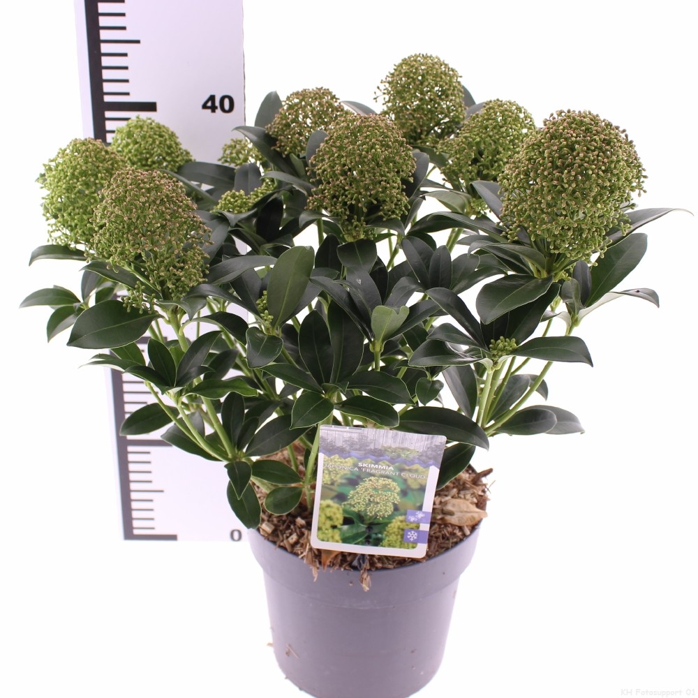 Picture of Skimmia jap. 'Fragrant Cloud'