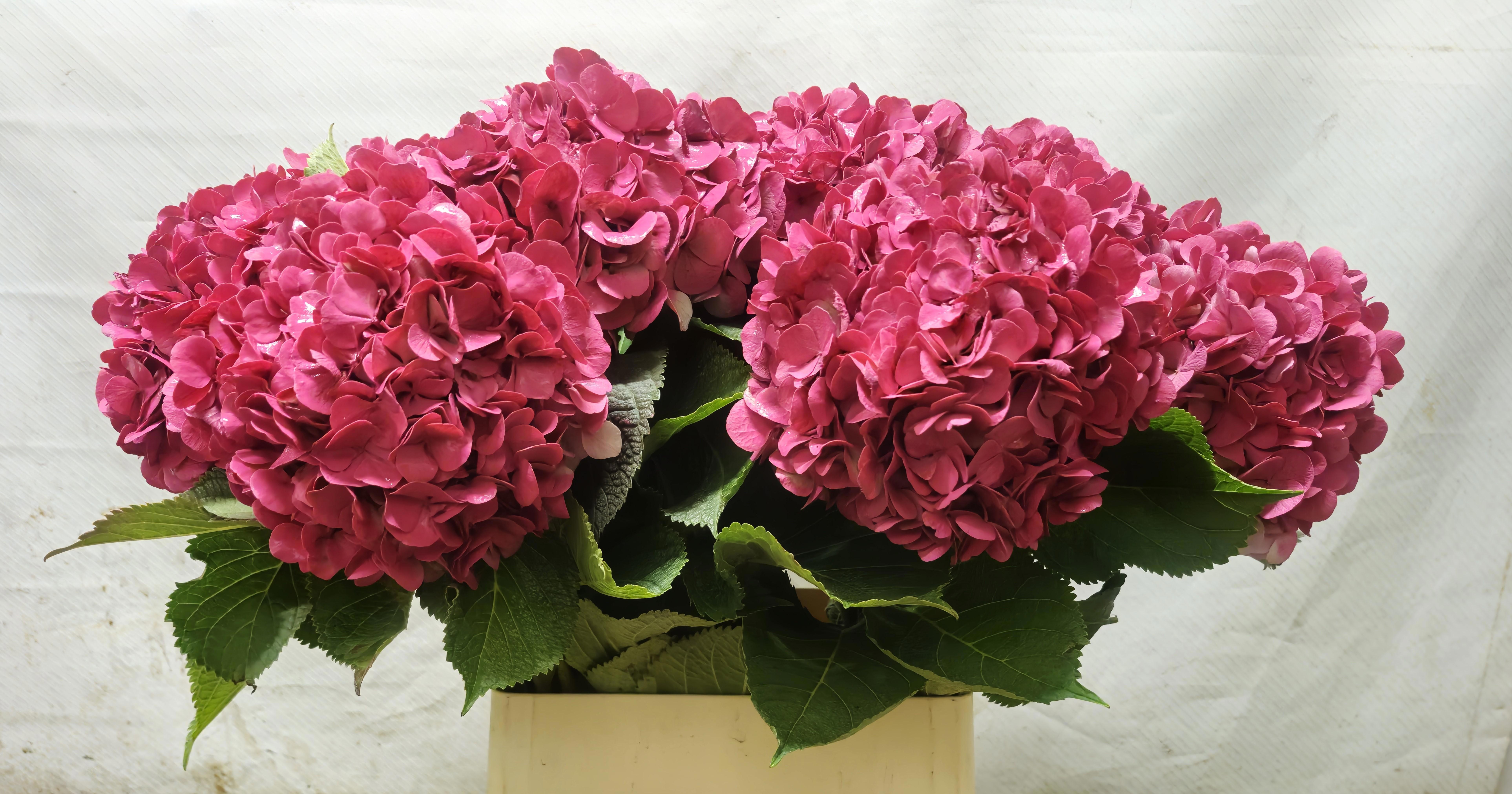 Hydrangea Painted 90cm 20Ø