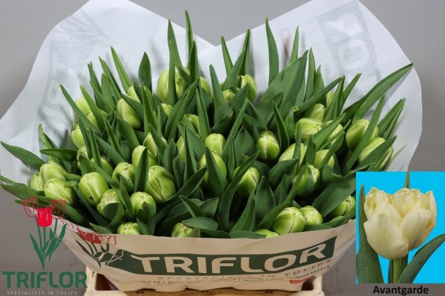 Tulipa Double Avant Garde 41cm 31gram