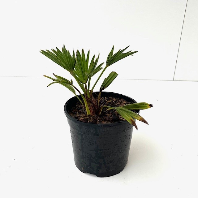 Picture of Trachycarpus fortunei C1.5 30/40