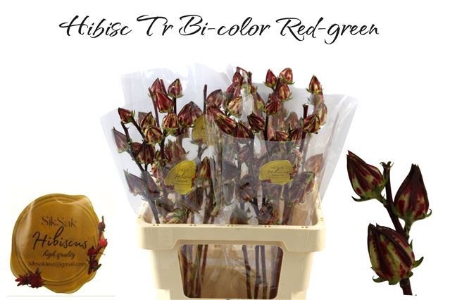 Hibiscus Tr Bi-color 60cm