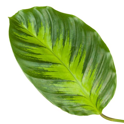 Calathea Misto | Hamiplant