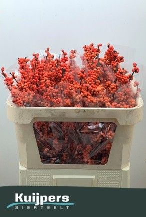 Ilex Winter Gold 70cm