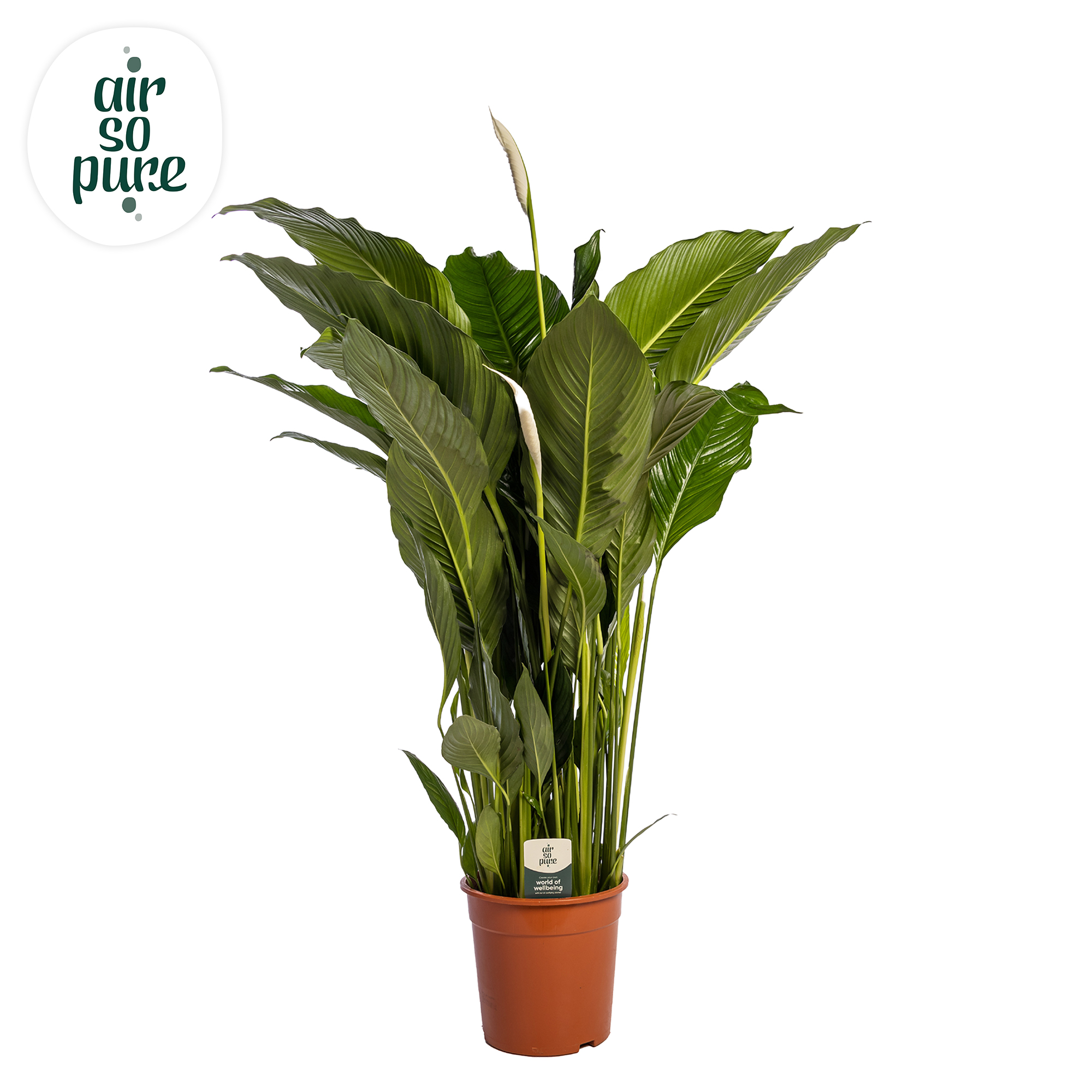 Picture of Spathiphyllum Sweet Sebastiano ASP P27 140CM (LOOSE)