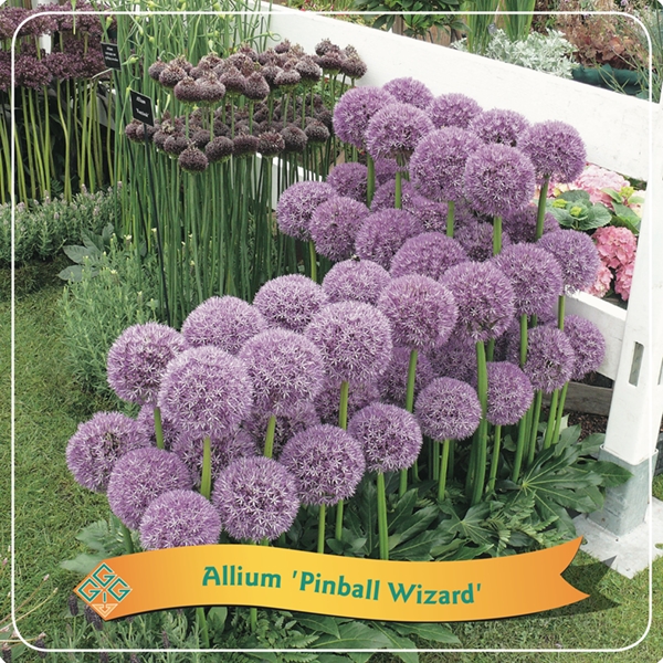 Picture of Allium Mix shelve C5